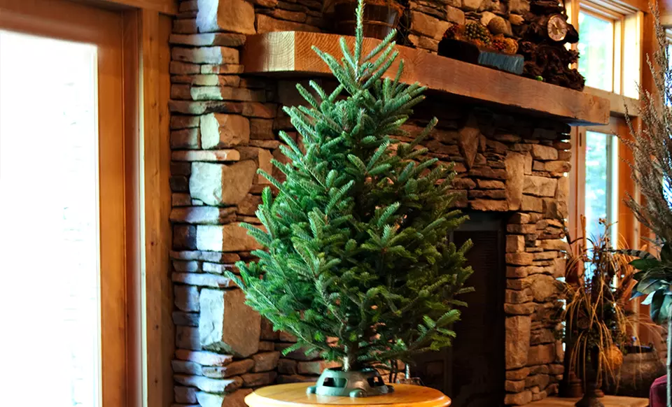 Fresh Cut 3–4-Foot Christmas Tree with Stand - Primary Image