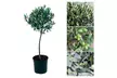 1x oder 2x winterharter Olivenbaum XXL - Second Medium