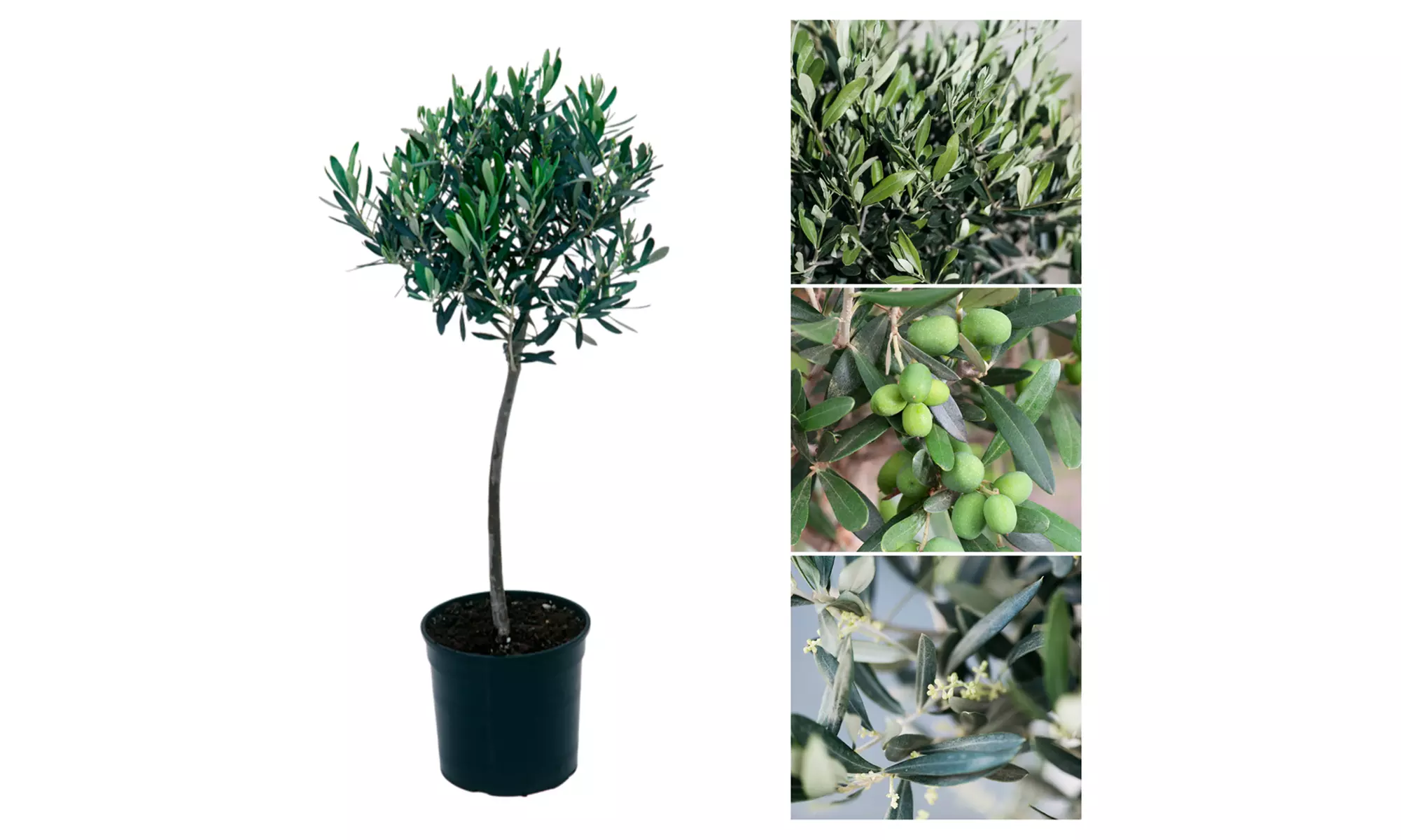 1x oder 2x winterharter Olivenbaum