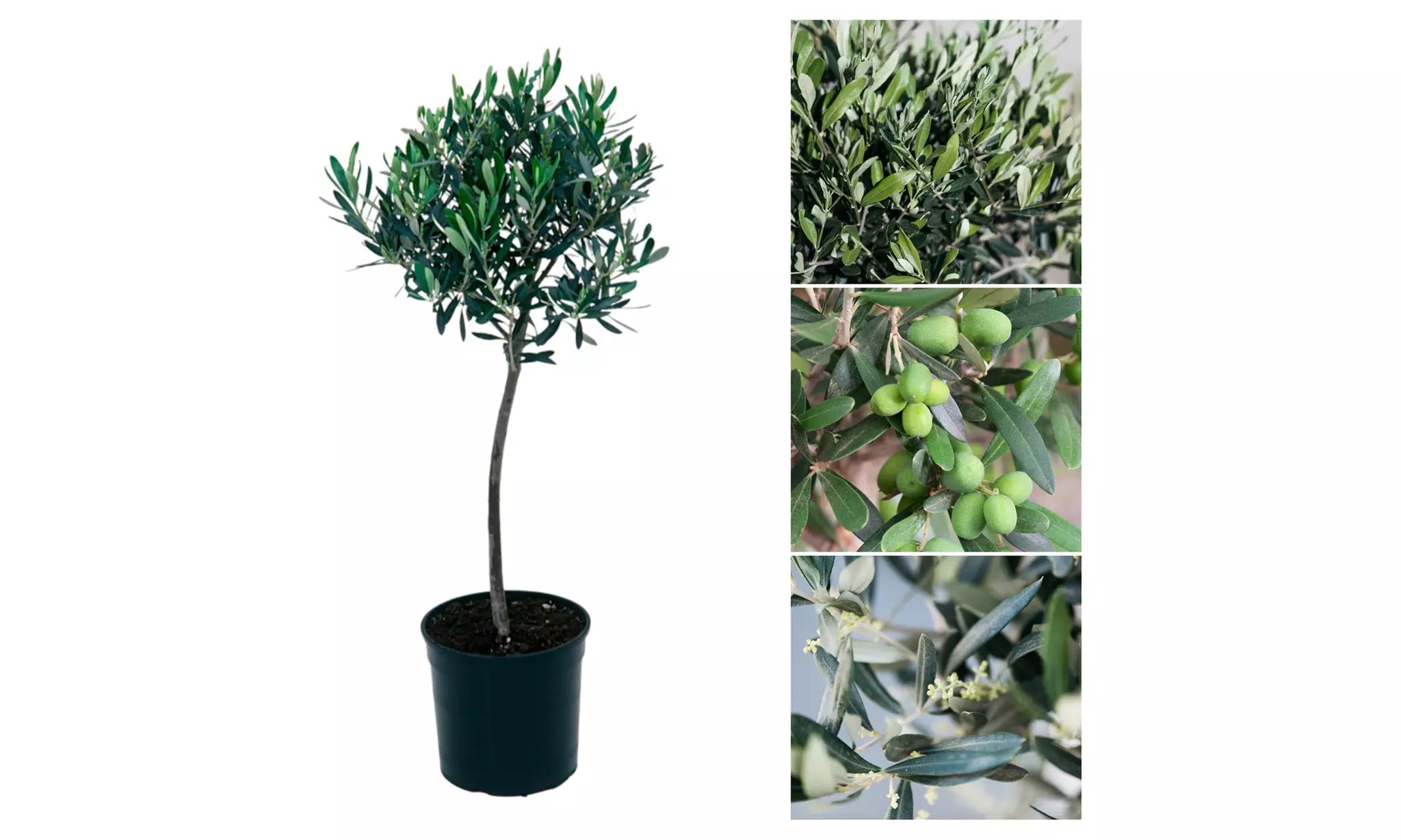 sansevieria black coral Sansevieria 'Black Coral' 6