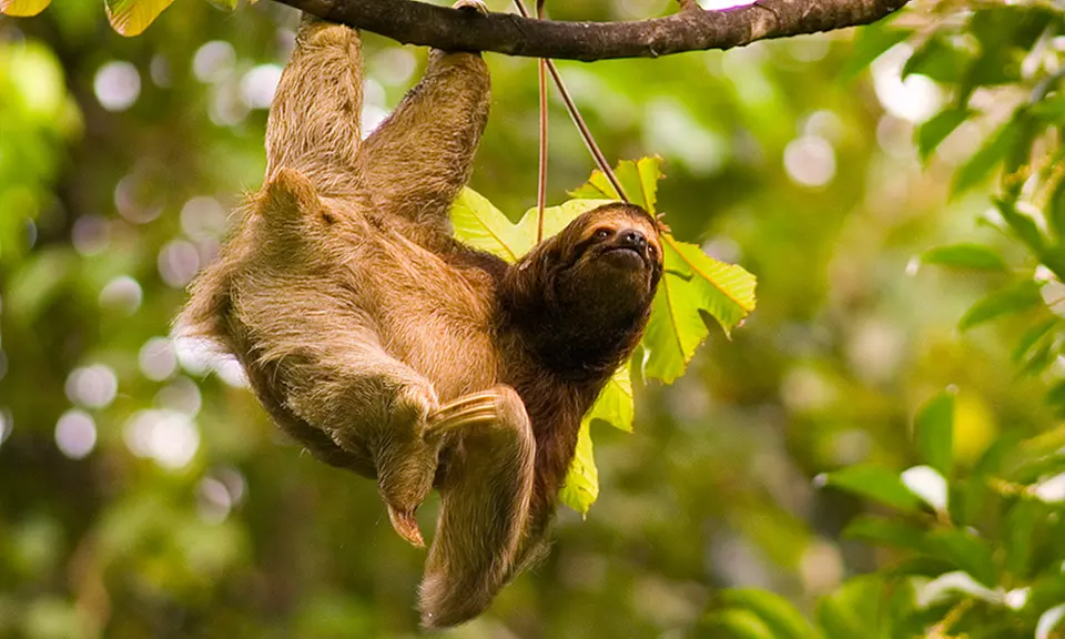 8-Day Jewels of Costa Rica Tour for Two from Costa Rica Monkey Tours. Starting at $674.50/Person. Airfare Not Included. - Primary Image