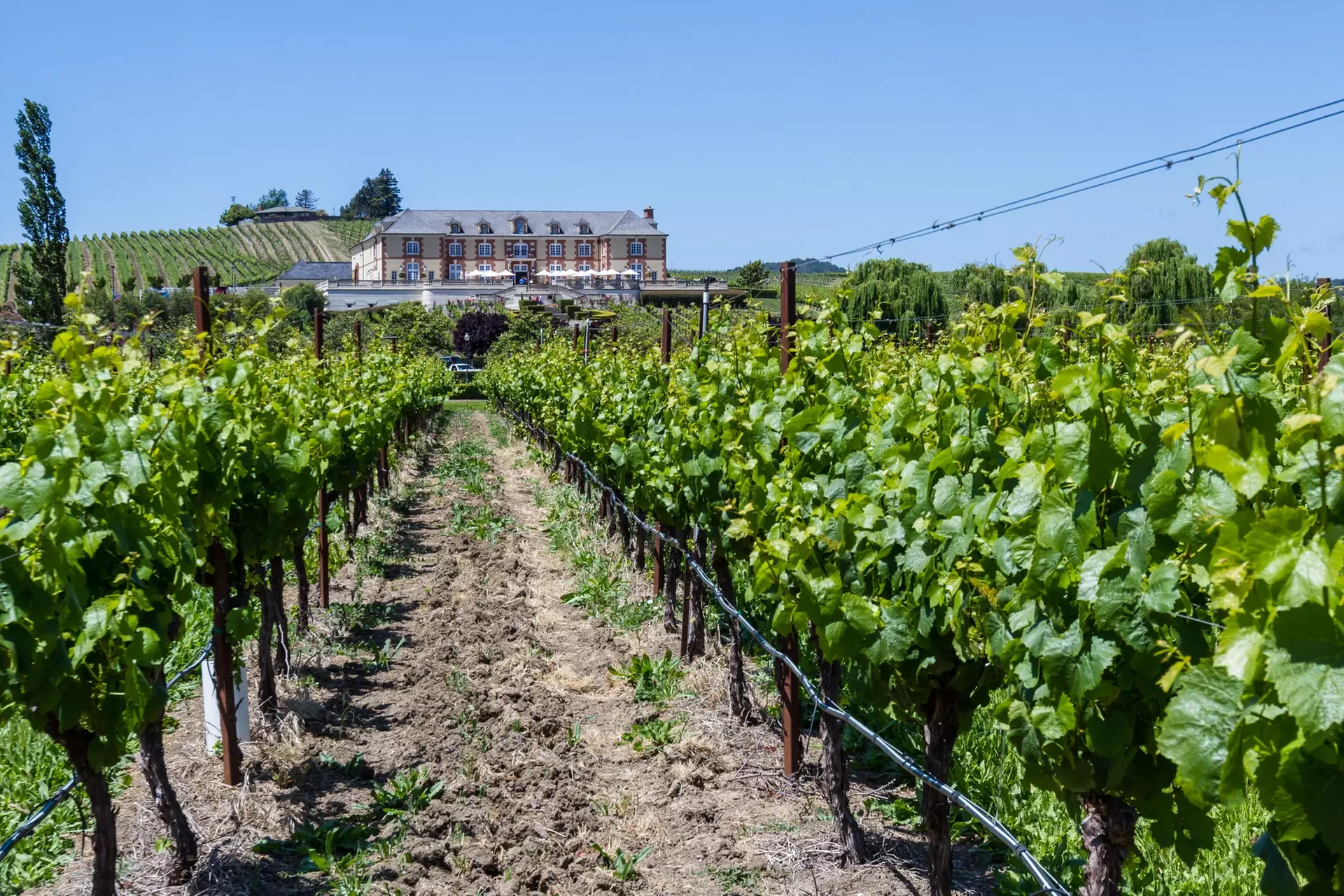✈ San Francisco & Napa Valley-4 Days w/ Air, Car & Hotel from Worldee