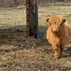 Image 1: Southport Horses: Hands-On Equestrian & Farm Experiences