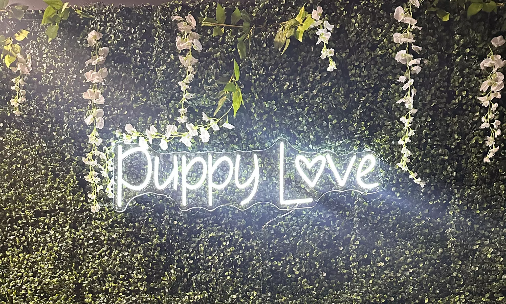 Pamper Your Pup with Nail Clipping or Grinding for One Dog  Up to 50% Off  at Puppy Love Spa And Boutique - Primary Image