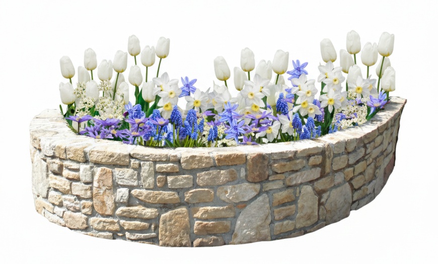 Image 2: 125 o 250 mix di bulbi colorati