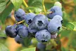 Blueberry All-Season Collection - Duke, Bluecrop and Elliot Potted Fruit Plants - Second Medium