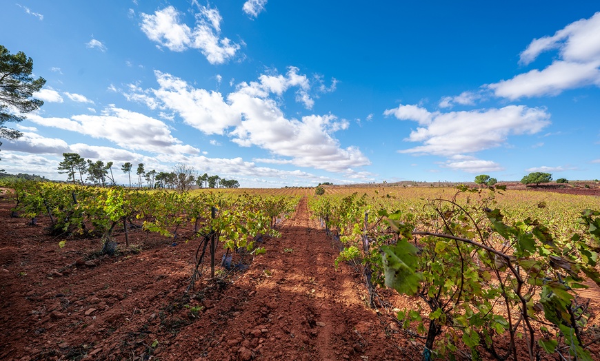 Image 11: Visita a una bodega, cata de vinos, vermut de bienvenida y aperitivo
