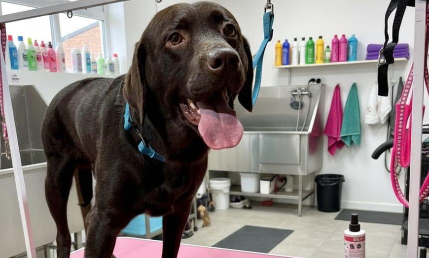 Image 12: Dog Swim Sessions or Deluxe Grooming Packages for All Breeds