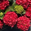 Image 1: Hydrangeas in Quart, 1 Gallon, and 2 Gallon Sizes with Free Shipping (Up to 15% Off)