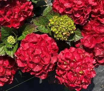 Cherry-Go-Round Hydrangea - Quart by Bloomin Easy - Plant Factory Direct - Hydrangeas