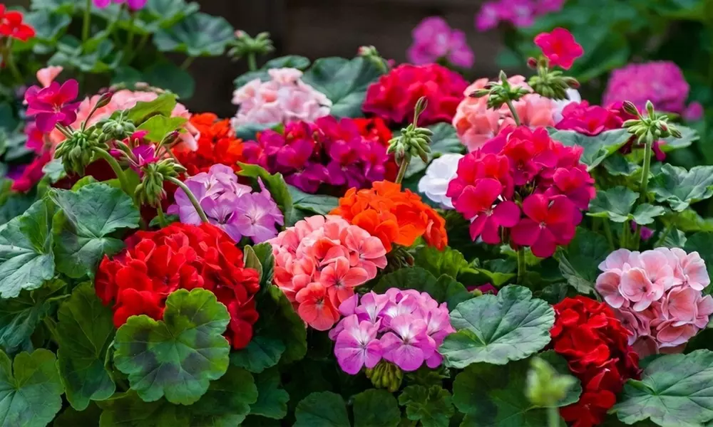 60 or 120 Mixed Summer Bedding Plants