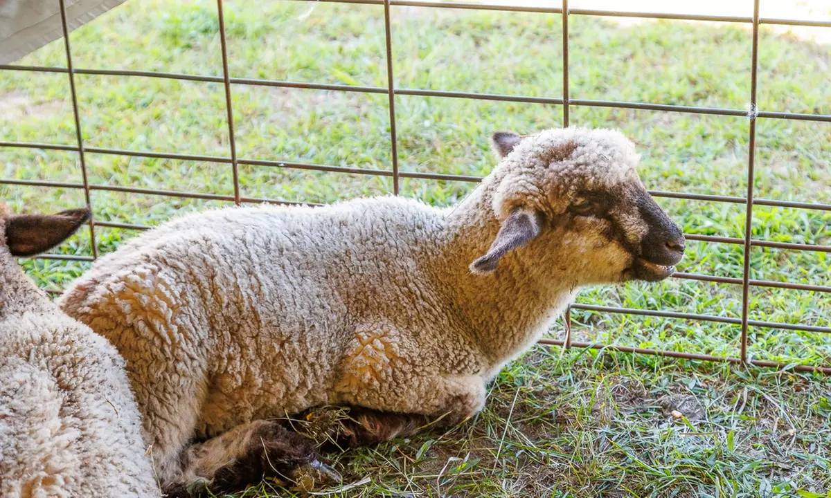 Genesee County Fair Tickets! August 18-24, 2025