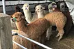 Alpaca Farm Tour Experience at Pennybridge RG27 – Meet, Feed & Learn About Alpacas – Up to 51% Off - Second Medium