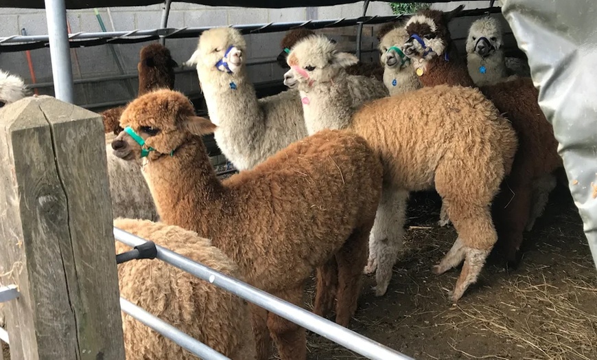 Image 6: Alpaca Farm Experience at Pennybridge Meet, Feed & Learn About Alpacas  