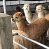 Image 6: Alpaca Farm Experience at Pennybridge Meet, Feed & Learn About Alpacas  
