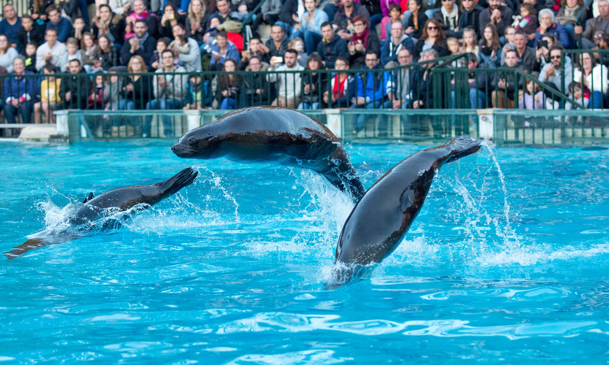 ZooParc de Beauval : 1 ou 2 jours pour un tour du monde animal