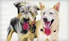 Original Oil Painting of Your Pet from Annamal Art (Up to 68% Off). Six Sizes Available.