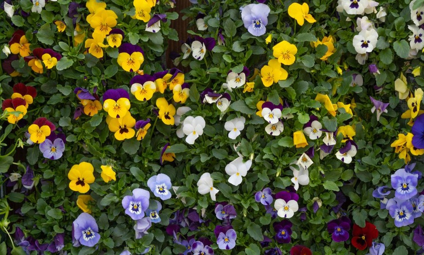 Image 3: 60 or 120 Plug Plants of Winter Bedding Collection 