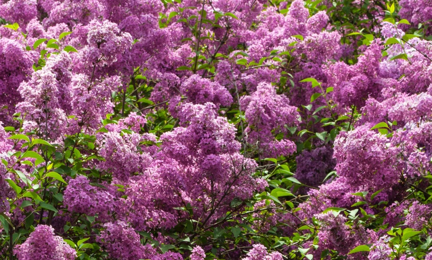 Image 1: Set de 4 lilas de variedad a elegir, entregadas en maceta, de Rootz