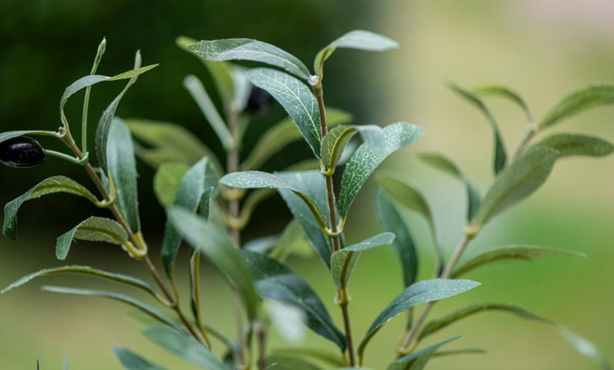 Image 13: Artificial Plants and Trees - Bamboo, Ficus, Olive and Palm