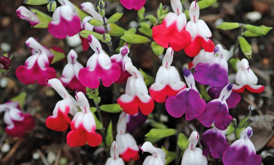Image 1: Three or Nine Salvia Microphylla Plants Collection