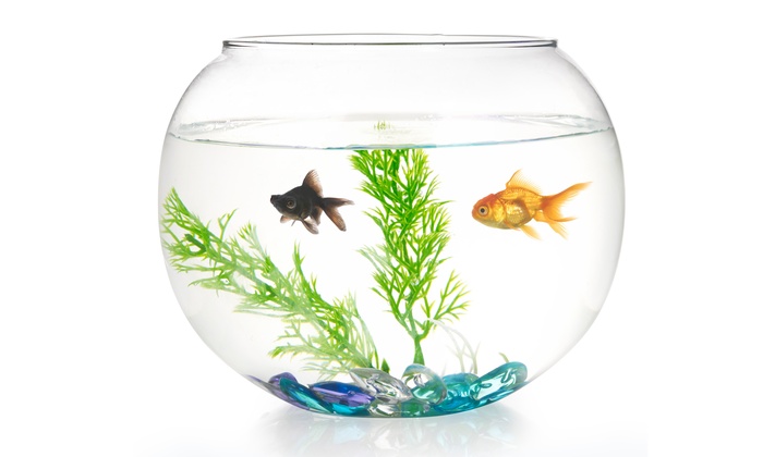 Glass Fish Bowl Starter Set | Groupon Goods