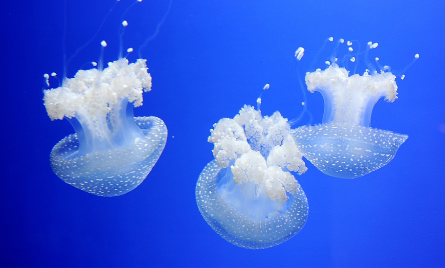 Image 22: Genova 4*: 1 o 2 notti con colazione, Acquario e Biosfera