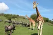 Save Up to 17% Off on Digital Animal Adoption + Entry & Safari at Port Lympne Reserve – Support Wildlife Conservation - Image 2