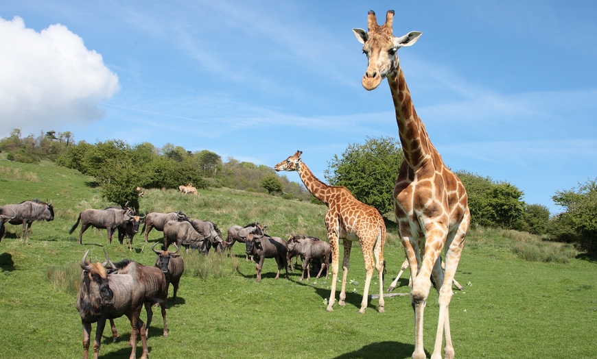 Image 2: Up to 17% Off on Zoo / Animal Park at The Aspinall Foundation