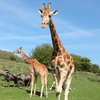Image 2: Up to 17% Off on Zoo / Animal Park at The Aspinall Foundation