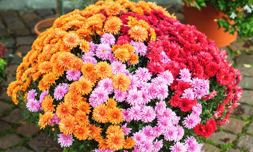 Image 1: Mixed Chrysanthemum Plants