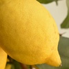 Image 5: Citrus 'Lemon' Tree