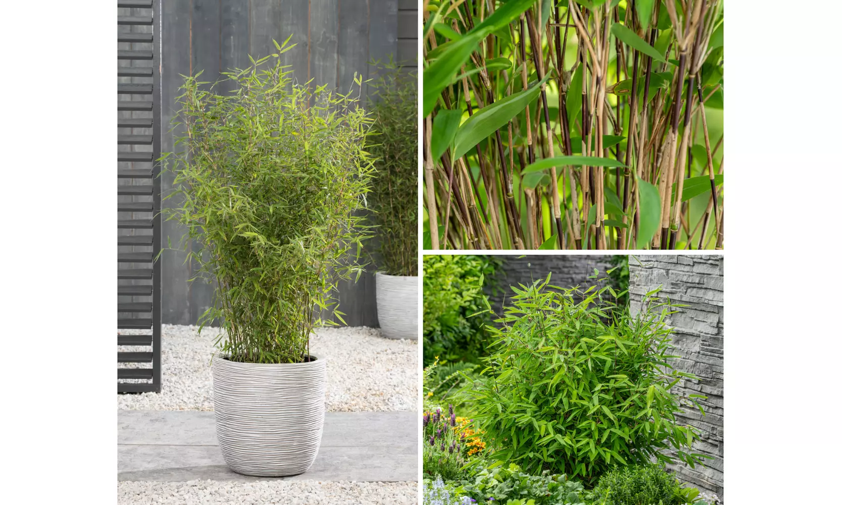 Plant de bambou Fargesia non prolifère