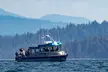 Explore a 4-Hour Wildlife & Whale Watching Journey in Campbell River with 1 Adult / Child Ticket (Up to 20% Off) - Second Medium