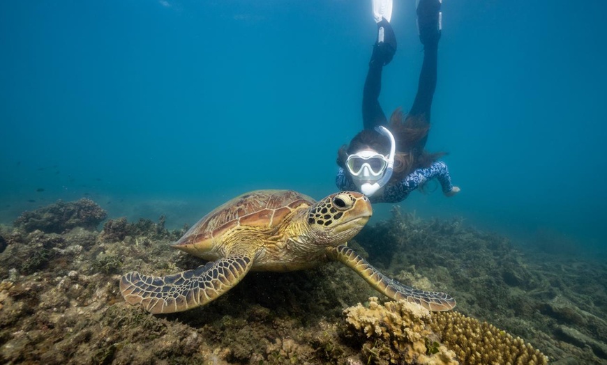 Image 4: Island Freedom, Quick Escape Ferry Pass, Full Day Boat Tour, and More