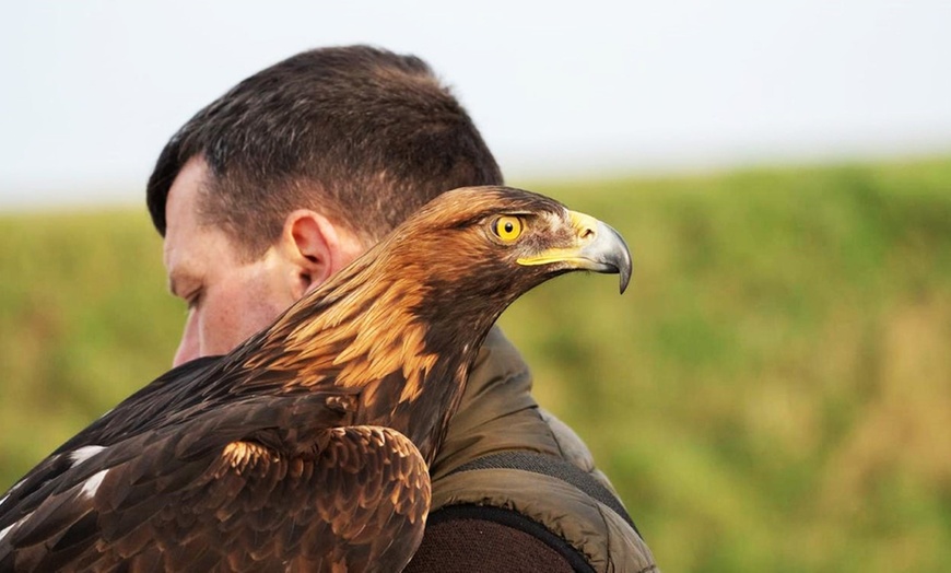 Image 2: Unforgettable Hawk & Golden Eagle Experiences - 1, 2 or 6 hours