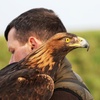 Image 2: Unforgettable Hawk & Golden Eagle Experiences - 1, 2 or 6 hours