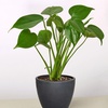 Image 9: Monstera Split Leaf in 4",6",8", and 10" Sizes with Free Shipping (Up to 15% Off)