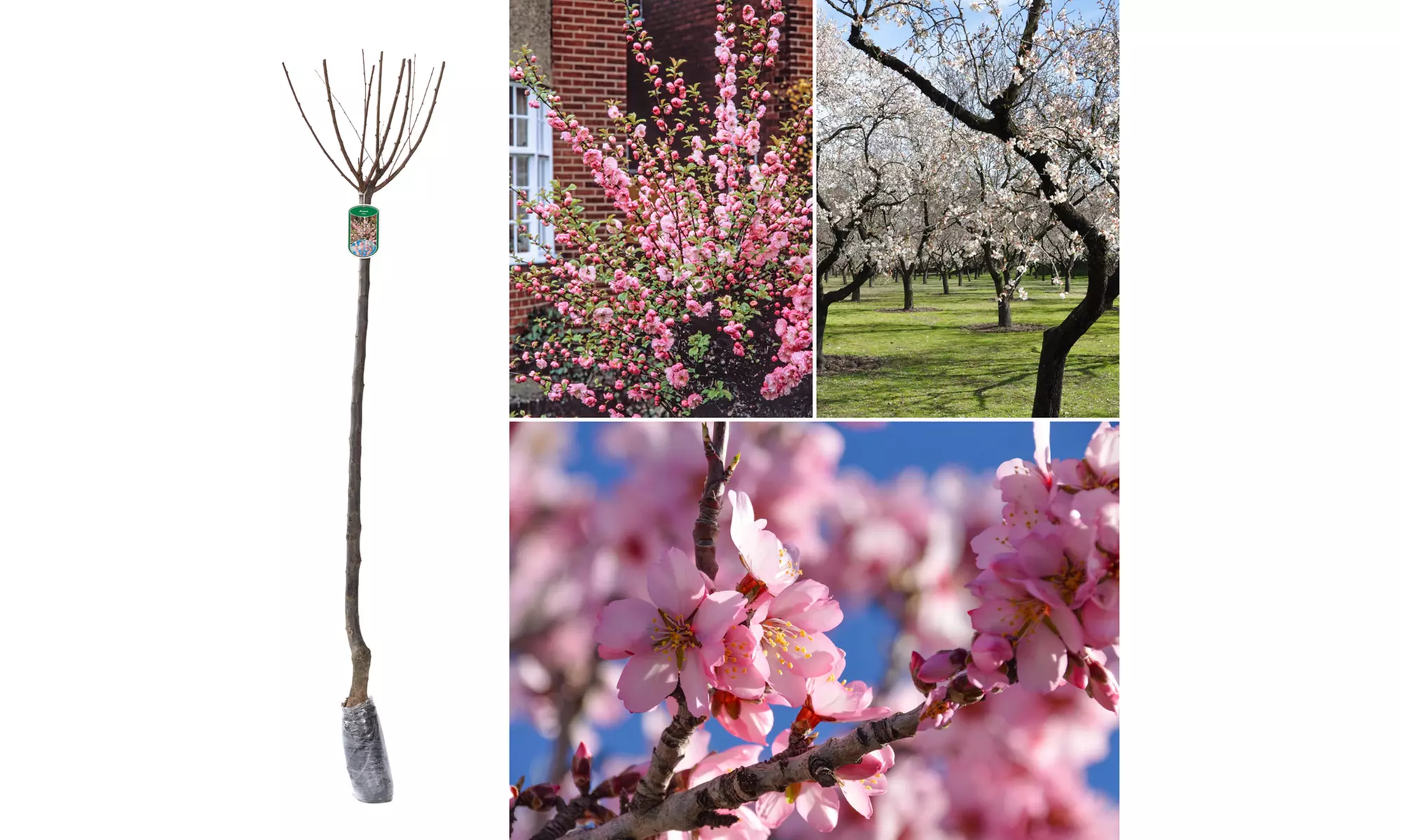 1, 2 o 4 piante di Mandorlo Prunus Triloba XXL