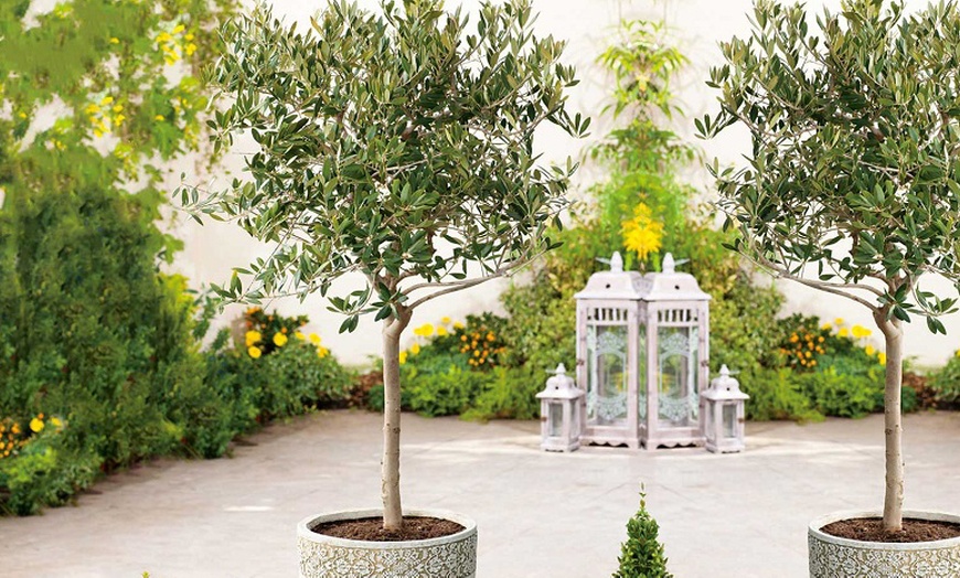 Image 11: Olive Standard Tree – 1 or 2 Plants with Optional Patio Pot