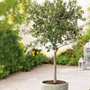 Image 11: Olive Standard Tree – 1 or 2 Plants with Optional Patio Pot