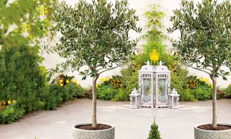 Olive Standard Tree – 1 or 2 Plants with Optional Patio Pot