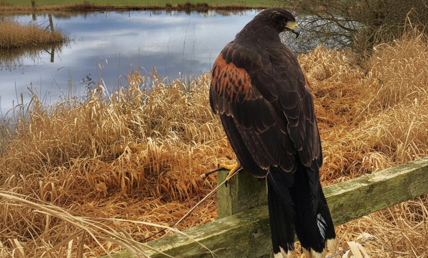 Image 4: Unforgettable Hawk & Golden Eagle Experiences - 1, 2 or 6 hours
