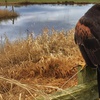 Image 4: Unforgettable Hawk & Golden Eagle Experiences - 1, 2 or 6 hours