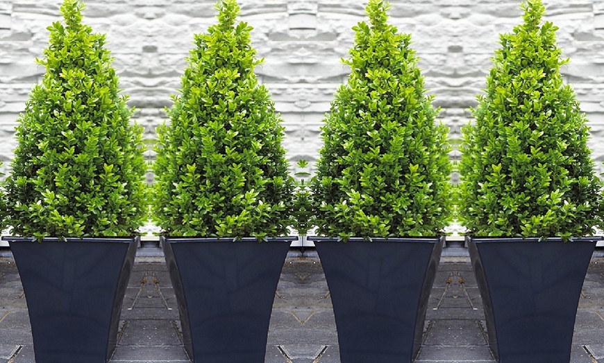 Image 2: Premium Topiary Buxus Pyramids