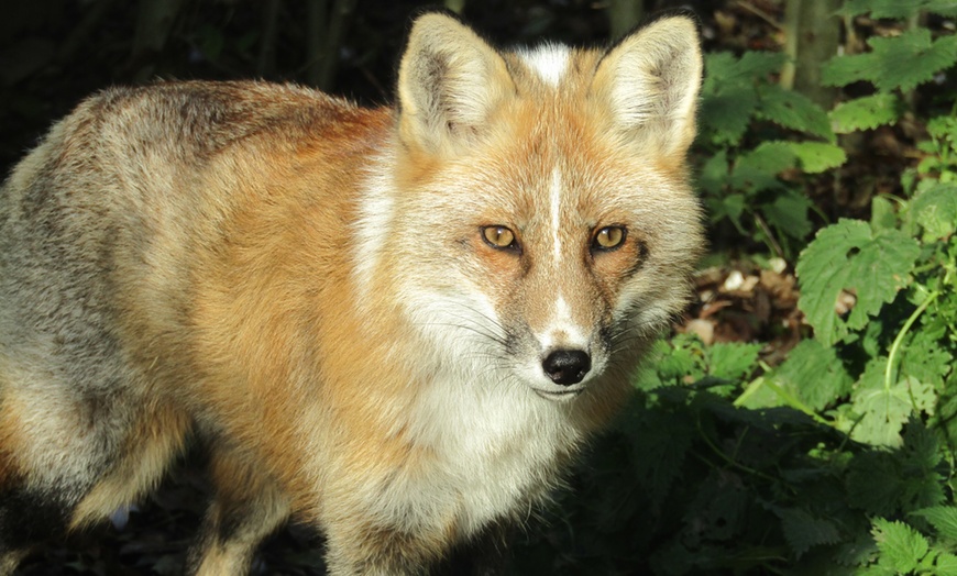 Image 8: ARK Wildlife Park Entrance Tickets – Fun for All Ages