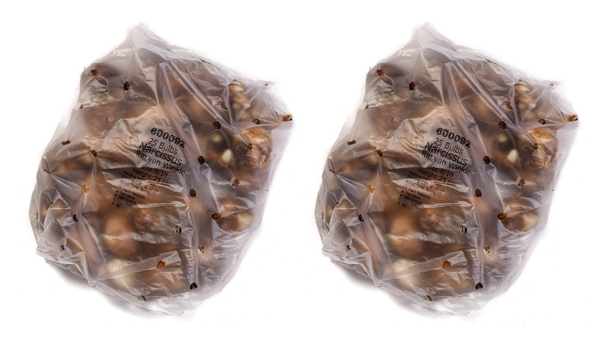 Image 7: 25 or 50 Narcissus 'Rip van Winkle' Spring Flowering Bulbs