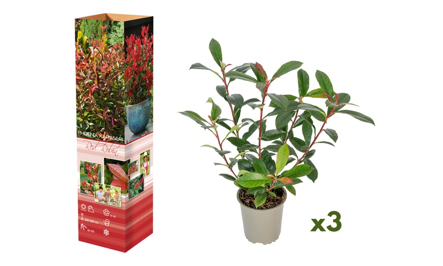 Image 2: 3 ou 6 plants de photinia fraseri "Red Robin"