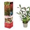 Image 2: 3 ou 6 plants de photinia fraseri "Red Robin"