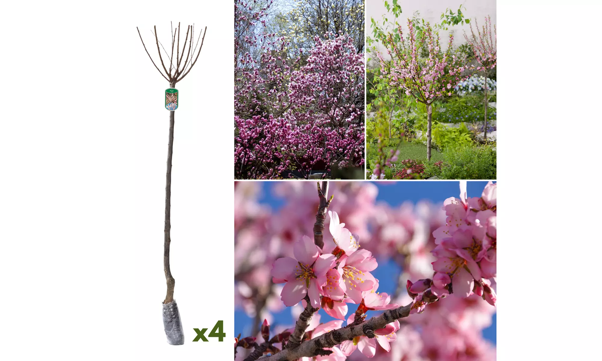 1, 2 ou 4 amandiers à fleurs, marque OH2 - Second Medium